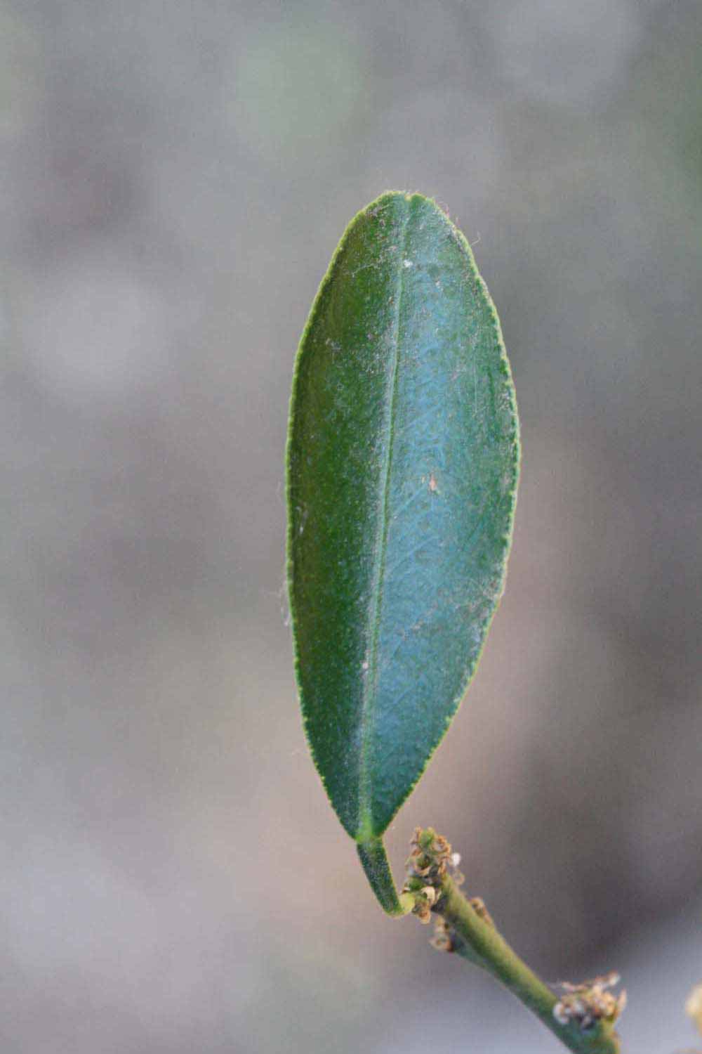            Unifoliolate leaf (Riverside, CA)   